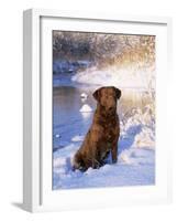 Chesapeake Bay Retriever Sitting in Snow by River, Illinois, USA-Lynn M. Stone-Framed Photographic Print