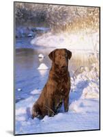 Chesapeake Bay Retriever Sitting in Snow by River, Illinois, USA-Lynn M. Stone-Mounted Photographic Print