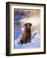 Chesapeake Bay Retriever Sitting in Snow by River, Illinois, USA-Lynn M. Stone-Framed Photographic Print