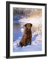 Chesapeake Bay Retriever Sitting in Snow by River, Illinois, USA-Lynn M. Stone-Framed Photographic Print