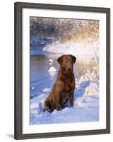 Chesapeake Bay Retriever Sitting in Snow by River, Illinois, USA-Lynn M. Stone-Framed Photographic Print