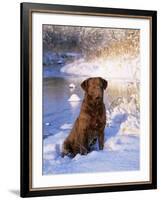 Chesapeake Bay Retriever Sitting in Snow by River, Illinois, USA-Lynn M. Stone-Framed Photographic Print