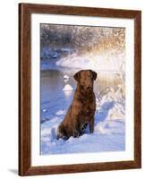 Chesapeake Bay Retriever Sitting in Snow by River, Illinois, USA-Lynn M. Stone-Framed Photographic Print