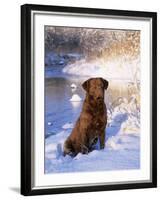 Chesapeake Bay Retriever Sitting in Snow by River, Illinois, USA-Lynn M. Stone-Framed Photographic Print