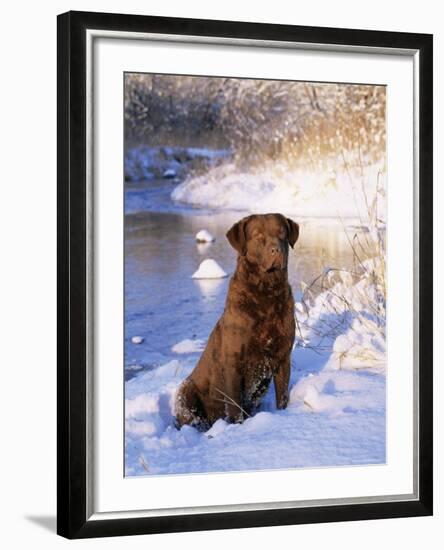 Chesapeake Bay Retriever Sitting in Snow by River, Illinois, USA-Lynn M. Stone-Framed Photographic Print
