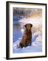 Chesapeake Bay Retriever Sitting in Snow by River, Illinois, USA-Lynn M. Stone-Framed Photographic Print