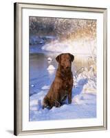 Chesapeake Bay Retriever Sitting in Snow by River, Illinois, USA-Lynn M. Stone-Framed Photographic Print