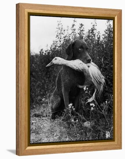 Chesapeake Bay Retriever Trigger Holds Donald the Duck After being thrown Into Water by Owner-Loomis Dean-Framed Premier Image Canvas
