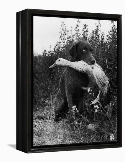 Chesapeake Bay Retriever Trigger Holds Donald the Duck After being thrown Into Water by Owner-Loomis Dean-Framed Premier Image Canvas