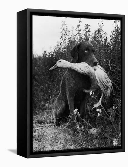 Chesapeake Bay Retriever Trigger Holds Donald the Duck After being thrown Into Water by Owner-Loomis Dean-Framed Premier Image Canvas