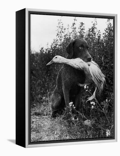 Chesapeake Bay Retriever Trigger Holds Donald the Duck After being thrown Into Water by Owner-Loomis Dean-Framed Premier Image Canvas