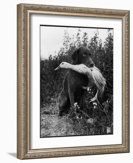 Chesapeake Bay Retriever Trigger Holds Donald the Duck After being thrown Into Water by Owner-Loomis Dean-Framed Photographic Print