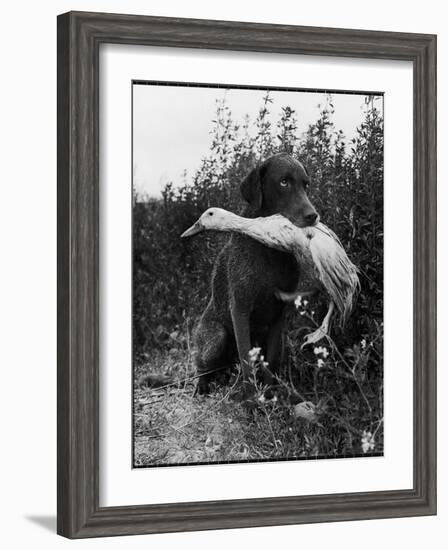 Chesapeake Bay Retriever Trigger Holds Donald the Duck After being thrown Into Water by Owner-Loomis Dean-Framed Photographic Print