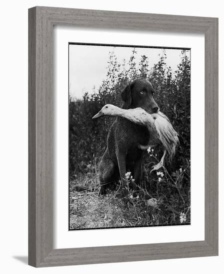 Chesapeake Bay Retriever Trigger Holds Donald the Duck After being thrown Into Water by Owner-Loomis Dean-Framed Photographic Print