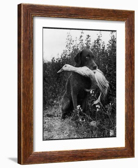 Chesapeake Bay Retriever Trigger Holds Donald the Duck After being thrown Into Water by Owner-Loomis Dean-Framed Photographic Print