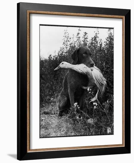 Chesapeake Bay Retriever Trigger Holds Donald the Duck After being thrown Into Water by Owner-Loomis Dean-Framed Photographic Print