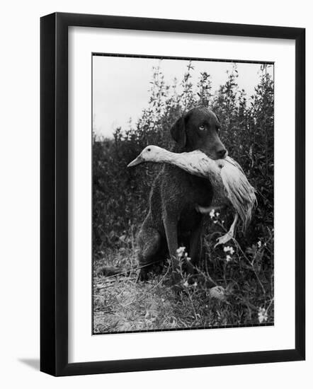 Chesapeake Bay Retriever Trigger Holds Donald the Duck After being thrown Into Water by Owner-Loomis Dean-Framed Photographic Print