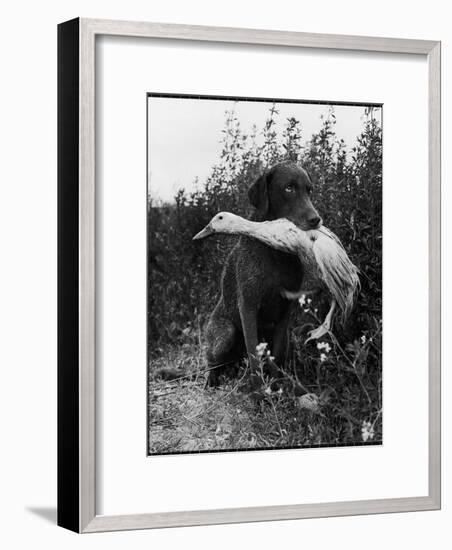 Chesapeake Bay Retriever Trigger Holds Donald the Duck After being thrown Into Water by Owner-Loomis Dean-Framed Photographic Print