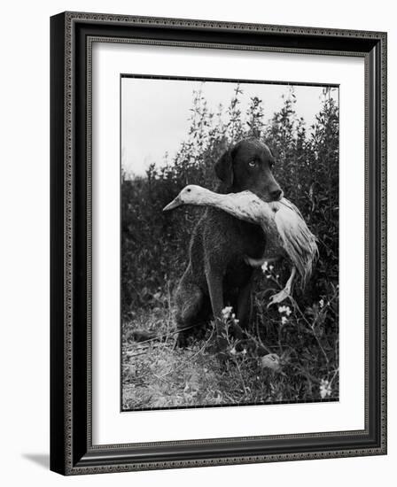 Chesapeake Bay Retriever Trigger Holds Donald the Duck After being thrown Into Water by Owner-Loomis Dean-Framed Photographic Print