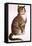 Chester Peake-Charles Bracker-Framed Premier Image Canvas