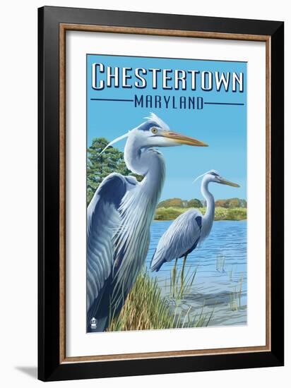 Chestertown, Maryland - Blue Herons in Marsh-Lantern Press-Framed Art Print