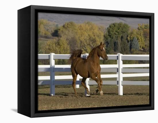 Chestnut Arabian Gelding Cantering in Field, Boulder, Colorado, USA-Carol Walker-Framed Premier Image Canvas