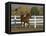 Chestnut Arabian Gelding Cantering in Field, Boulder, Colorado, USA-Carol Walker-Framed Premier Image Canvas