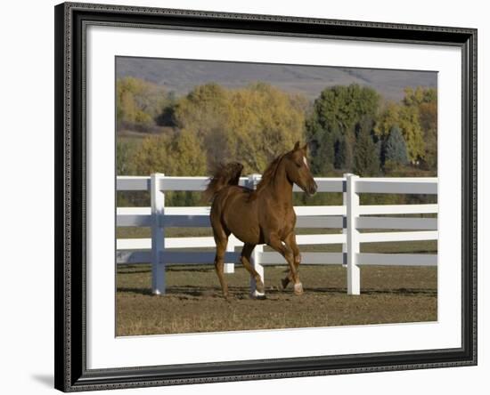 Chestnut Arabian Gelding Cantering in Field, Boulder, Colorado, USA-Carol Walker-Framed Photographic Print