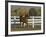 Chestnut Arabian Gelding Cantering in Field, Boulder, Colorado, USA-Carol Walker-Framed Photographic Print