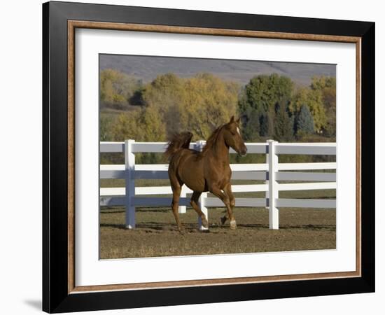 Chestnut Arabian Gelding Cantering in Field, Boulder, Colorado, USA-Carol Walker-Framed Photographic Print