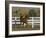 Chestnut Arabian Gelding Cantering in Field, Boulder, Colorado, USA-Carol Walker-Framed Photographic Print