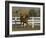 Chestnut Arabian Gelding Cantering in Field, Boulder, Colorado, USA-Carol Walker-Framed Photographic Print