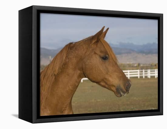 Chestnut Arabian Gelding Head Profile, Boulder, Colorado, USA-Carol Walker-Framed Premier Image Canvas