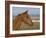 Chestnut Arabian Gelding Head Profile, Boulder, Colorado, USA-Carol Walker-Framed Photographic Print