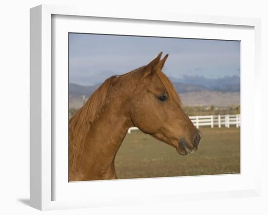 Chestnut Arabian Gelding Head Profile, Boulder, Colorado, USA-Carol Walker-Framed Photographic Print