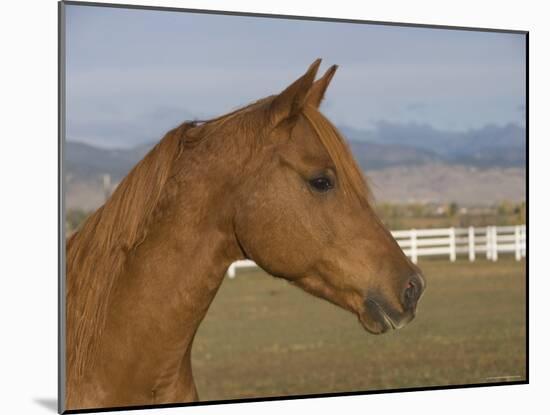 Chestnut Arabian Gelding Head Profile, Boulder, Colorado, USA-Carol Walker-Mounted Photographic Print