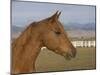 Chestnut Arabian Gelding Head Profile, Boulder, Colorado, USA-Carol Walker-Mounted Photographic Print