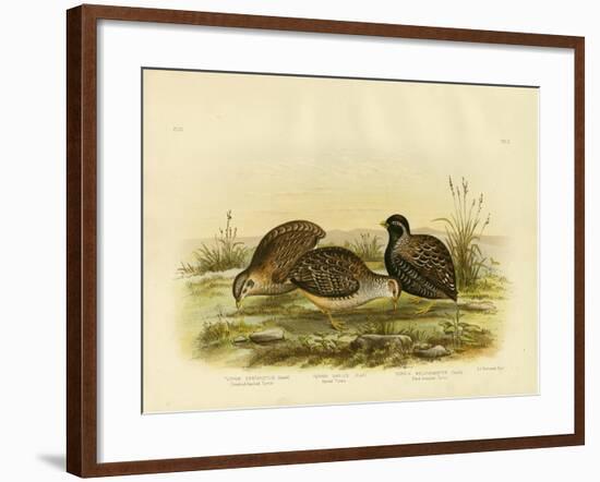 Chestnut-Backed Turnix, 1891-Gracius Broinowski-Framed Giclee Print