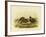 Chestnut-Backed Turnix, 1891-Gracius Broinowski-Framed Giclee Print