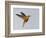 Chestnut-breasted Coronet in Flight-Arthur Morris-Framed Photographic Print