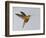 Chestnut-breasted Coronet in Flight-Arthur Morris-Framed Photographic Print