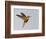 Chestnut-breasted Coronet in Flight-Arthur Morris-Framed Photographic Print