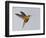 Chestnut-breasted Coronet in Flight-Arthur Morris-Framed Photographic Print