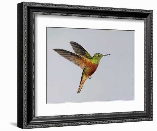 Chestnut-breasted Coronet in Flight-Arthur Morris-Framed Photographic Print