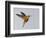 Chestnut-breasted Coronet in Flight-Arthur Morris-Framed Photographic Print