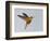 Chestnut-breasted Coronet in Flight-Arthur Morris-Framed Photographic Print