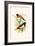 Chestnut Breasted Finch and Three Colored Mannikin-F.w. Frohawk-Framed Art Print