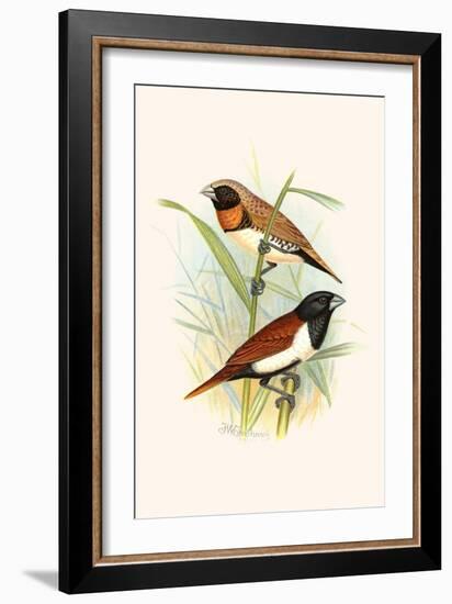 Chestnut Breasted Finch and Three Colored Mannikin-F.w. Frohawk-Framed Art Print