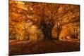 Photographic Print