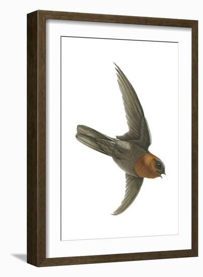 Chestnut-Collared Swift (Cypseloides Rutilus), Birds-Encyclopaedia Britannica-Framed Art Print